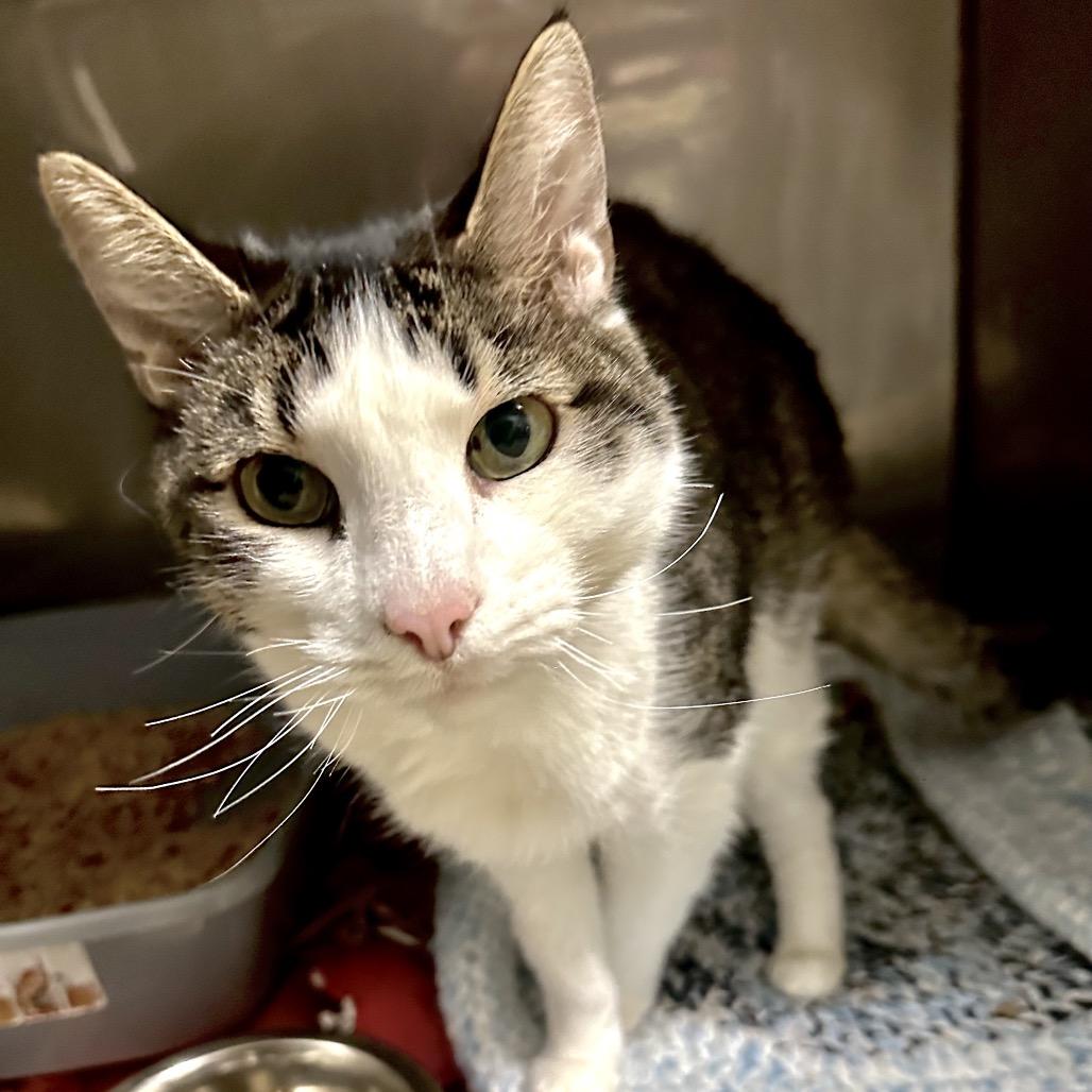 Trent, Adoptable, Senior Male Domestic Short Hair.