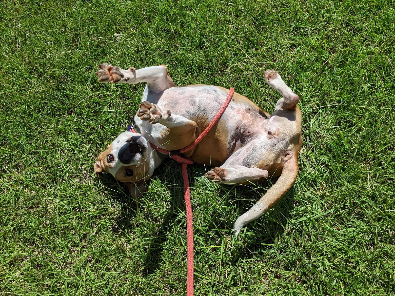 Enlarge Rosalie, a Adoptable Boxer in Mc Cormick, SC image 1/3