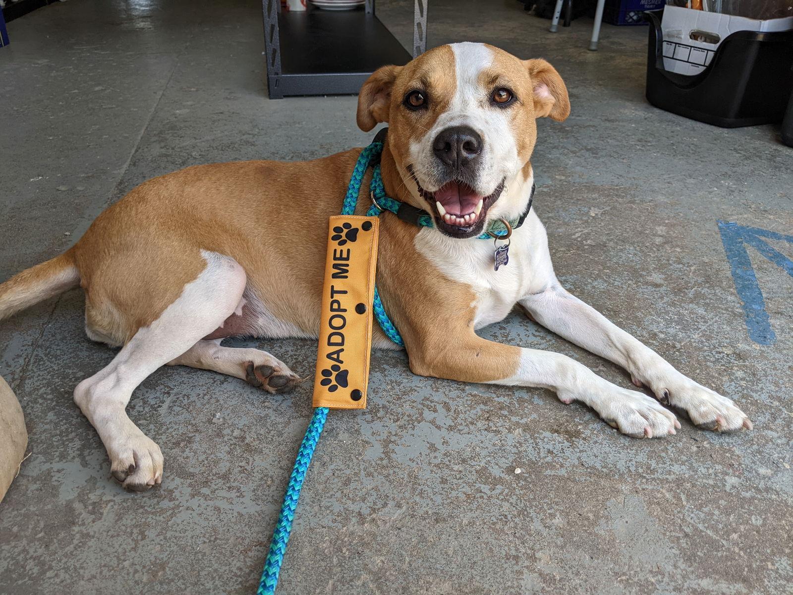 Enlarge Rosalie, a Adoptable Boxer in Mc Cormick, SC image 2/3