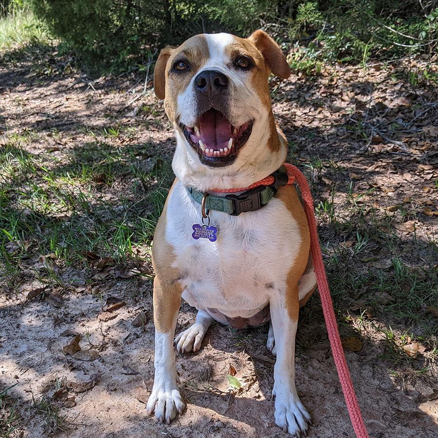 Enlarge Rosalie, a Adoptable Boxer in Mc Cormick, SC image 3/3