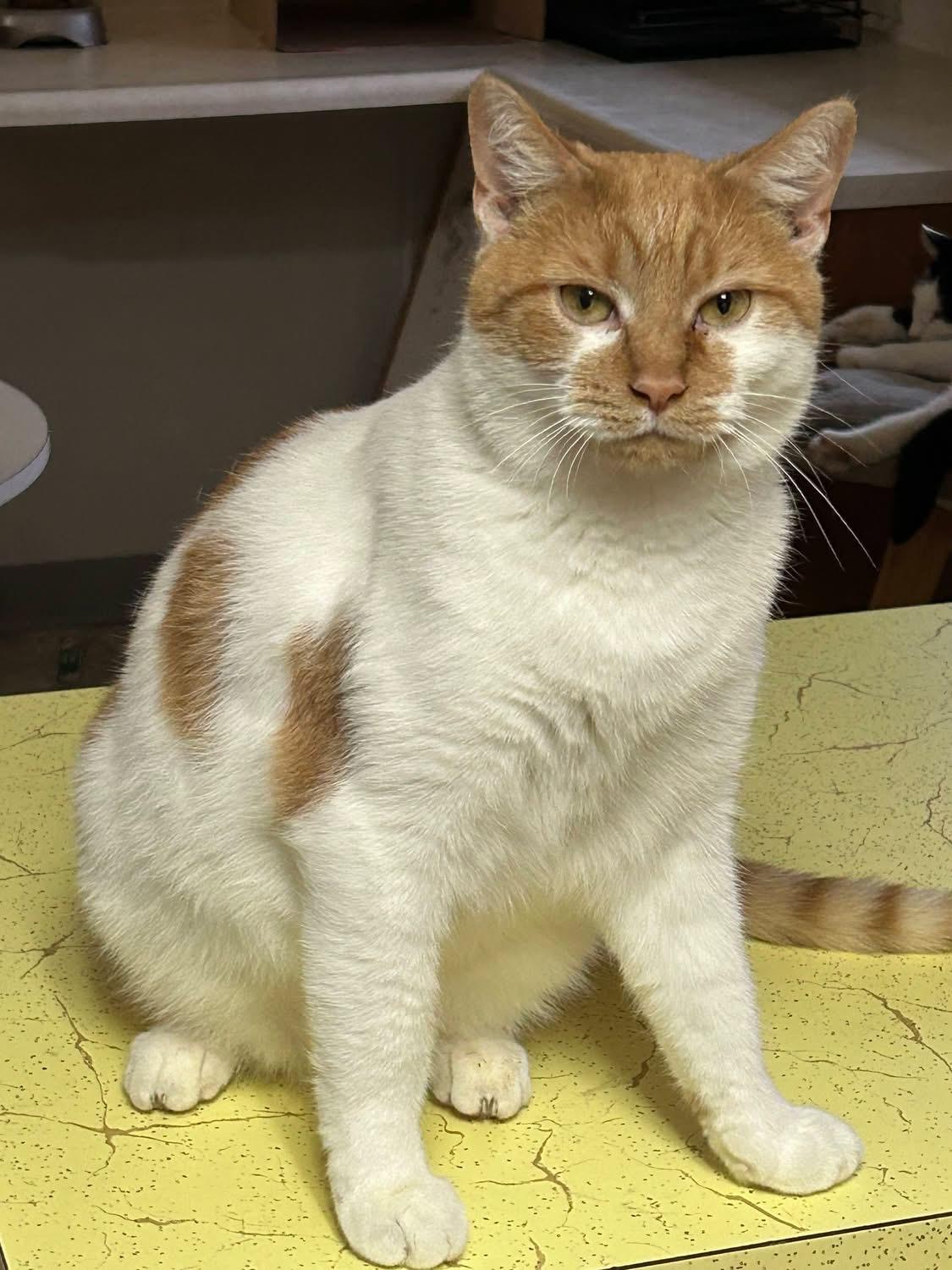 Enlarge Ruffy, a ADOPTABLE American Shorthair in Mount Pleasant, PA image 1/1