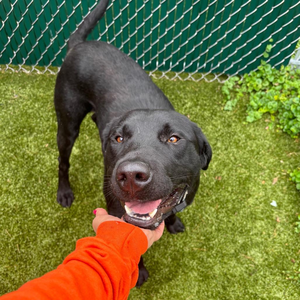 Arnold, Adoptable, Adult Male Black Labrador Retriever & Mixed Breed.