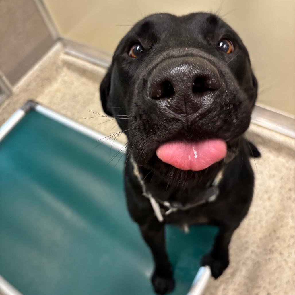 Enlarge Arnold, a Adoptable mixed breed in Nashville, IN image 2/6