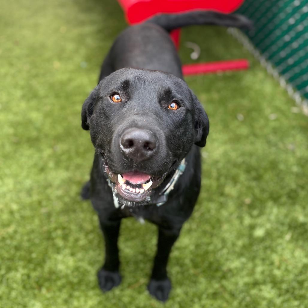 Enlarge Arnold, a Adoptable mixed breed in Nashville, IN image 3/6