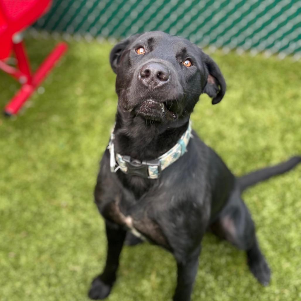 Enlarge Arnold, a Adoptable mixed breed in Nashville, IN image 4/6