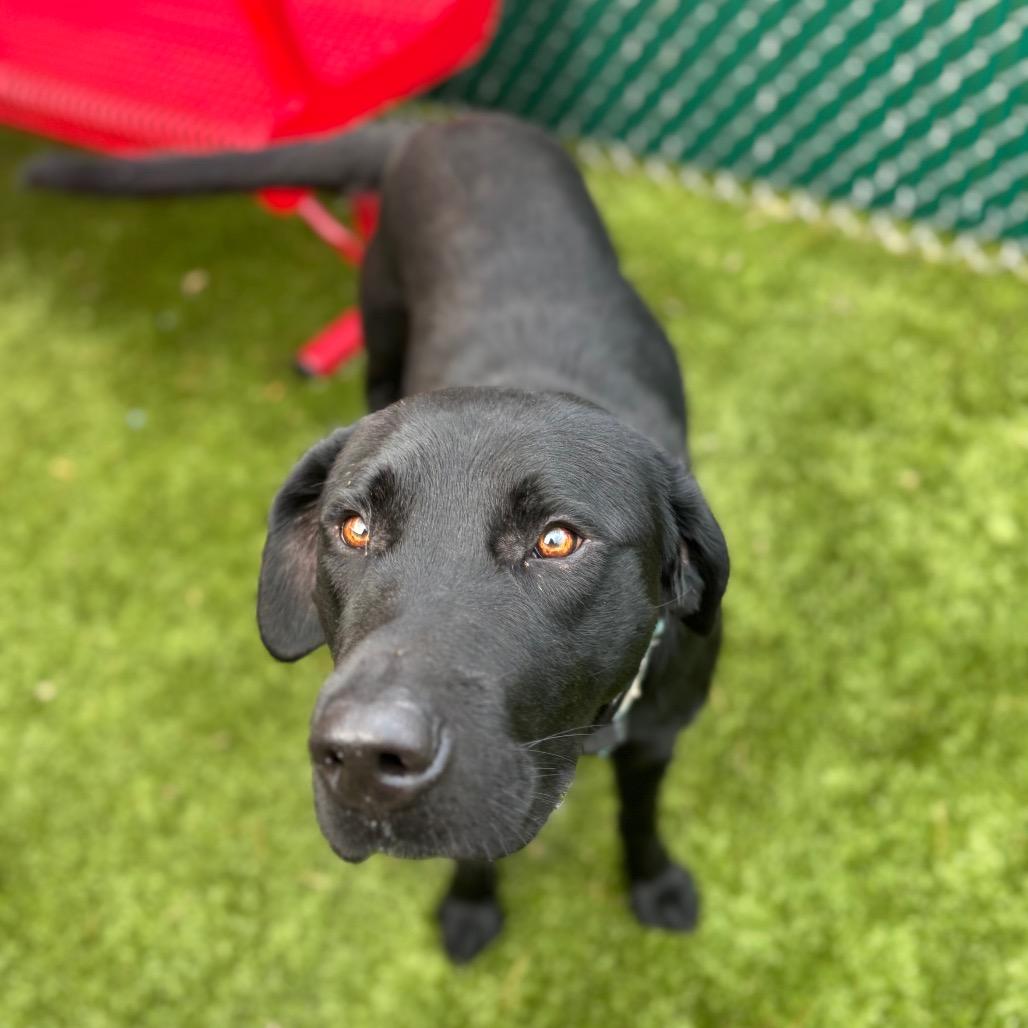 Enlarge Arnold, a Adoptable mixed breed in Nashville, IN image 5/6