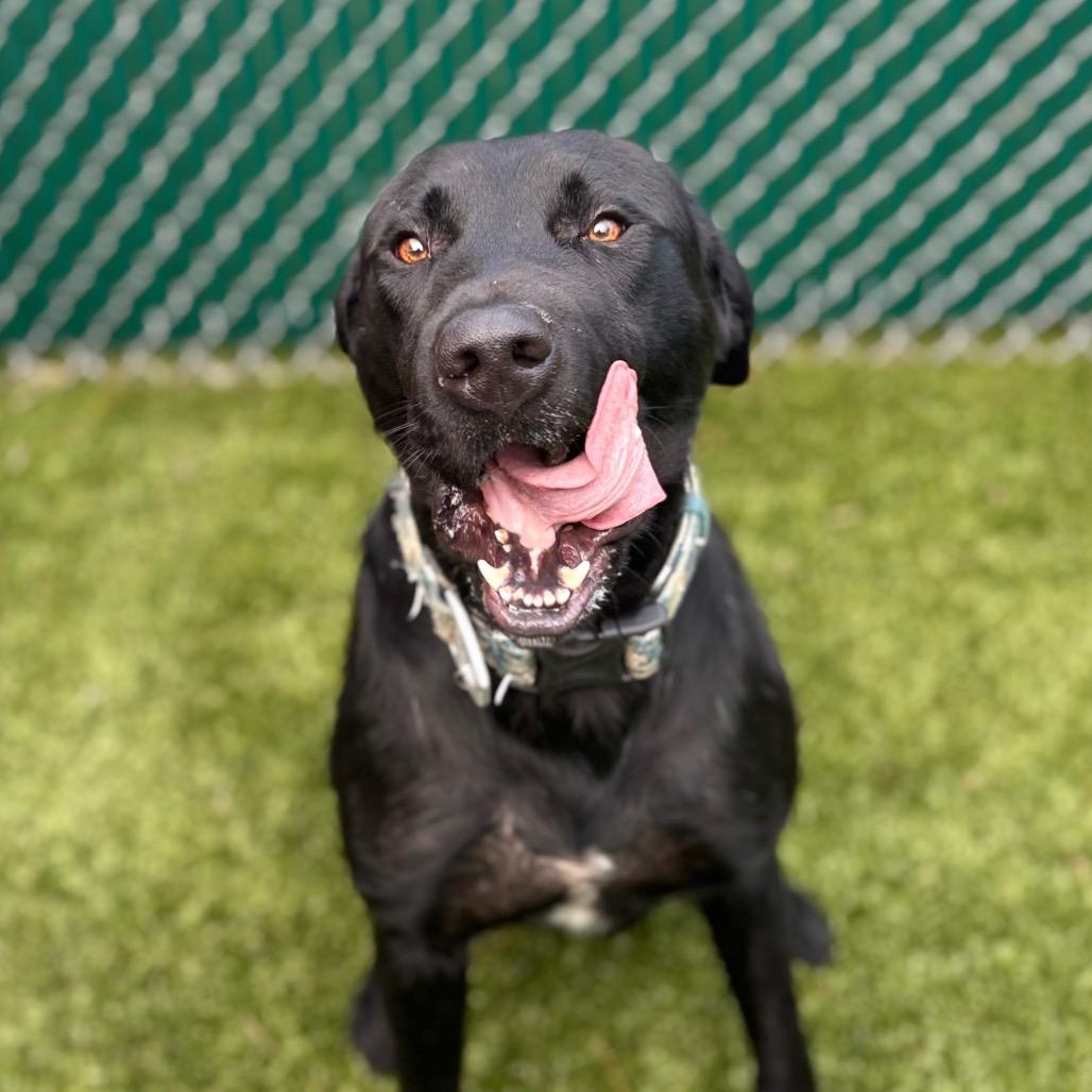 Enlarge Arnold, a Adoptable mixed breed in Nashville, IN image 6/6