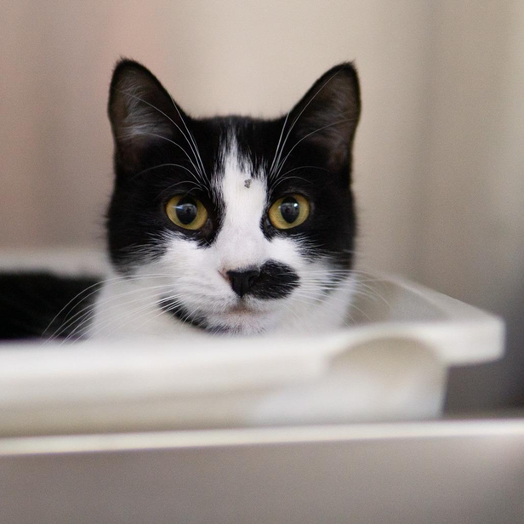 Frida, Adoptable, Adult Female Domestic Short Hair.