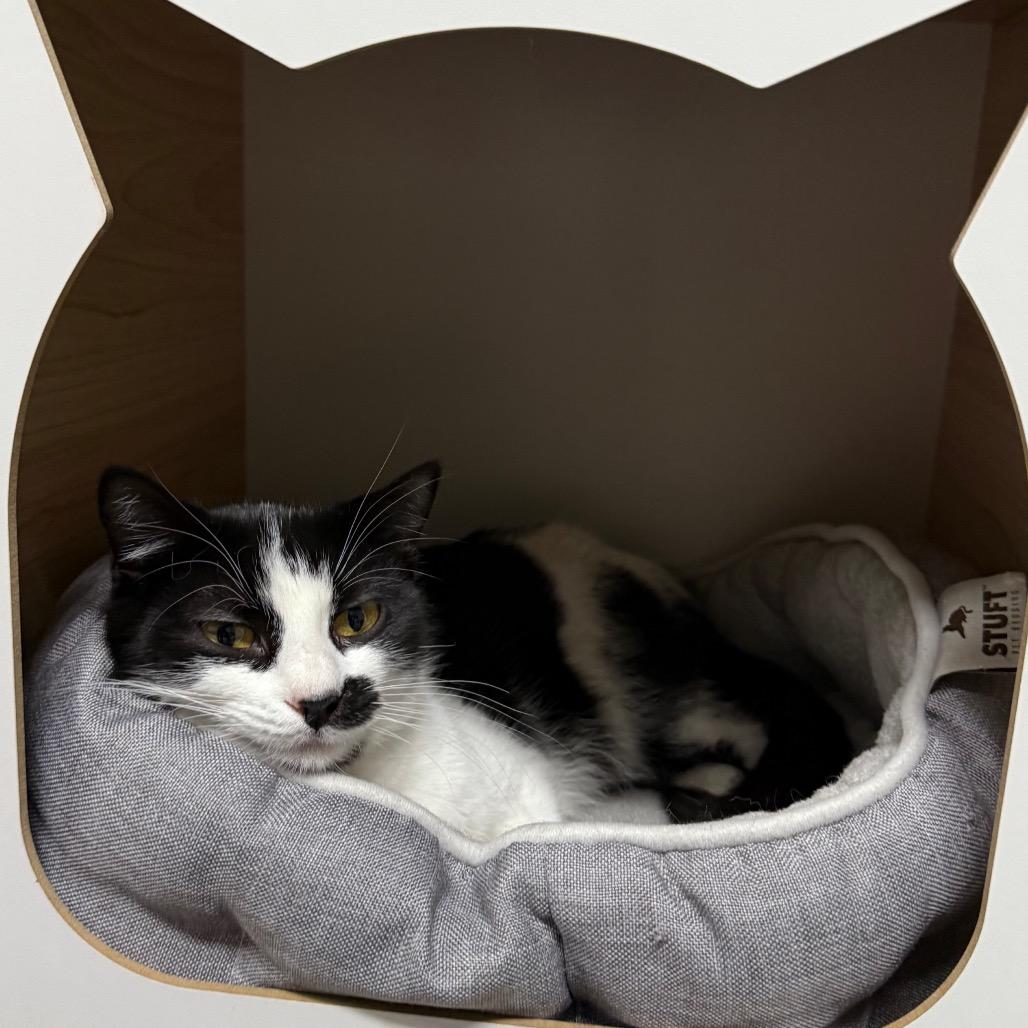 Frida, Adoptable, Adult Female Domestic Short Hair.