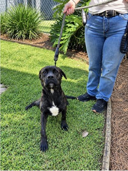 Enlarge Tex, a Adoptable mixed breed in Brunswick, GA image 1/2