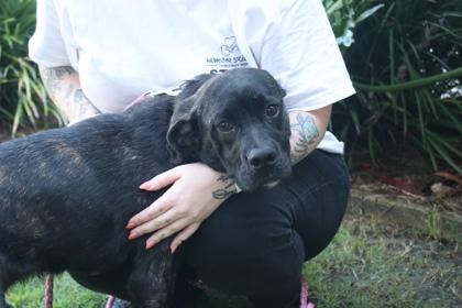 Enlarge Tex, a Adoptable mixed breed in Brunswick, GA image 2/2
