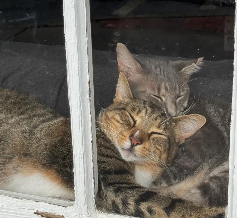 Enlarge Honey Bee, a Adopted Domestic Short Hair in Monroe, NC image 1/1