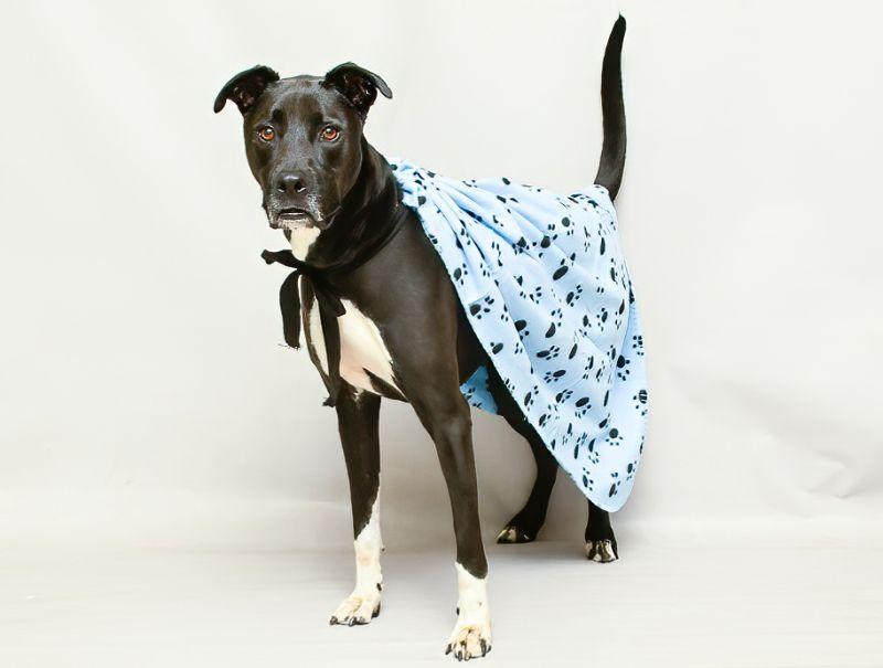 Zayco, a Adoptable mixed breed in Sanford, FL image 2/3