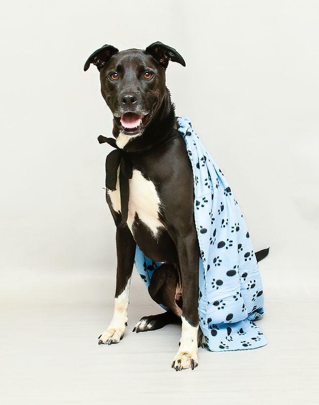 Zayco, a Adoptable mixed breed in Sanford, FL image 3/3