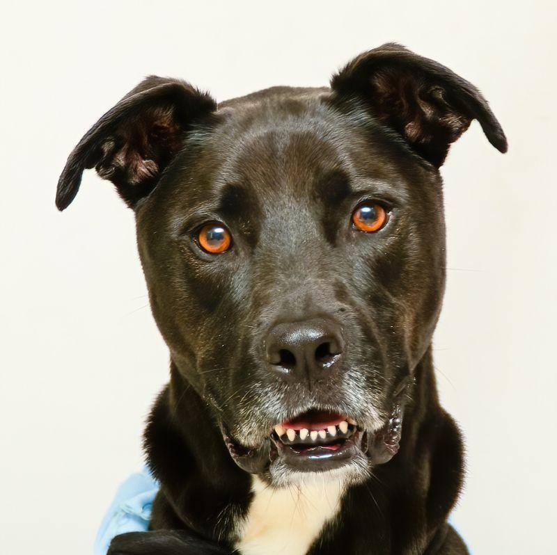 Zayco, Adoptable, Adult Male Labrador Retriever.