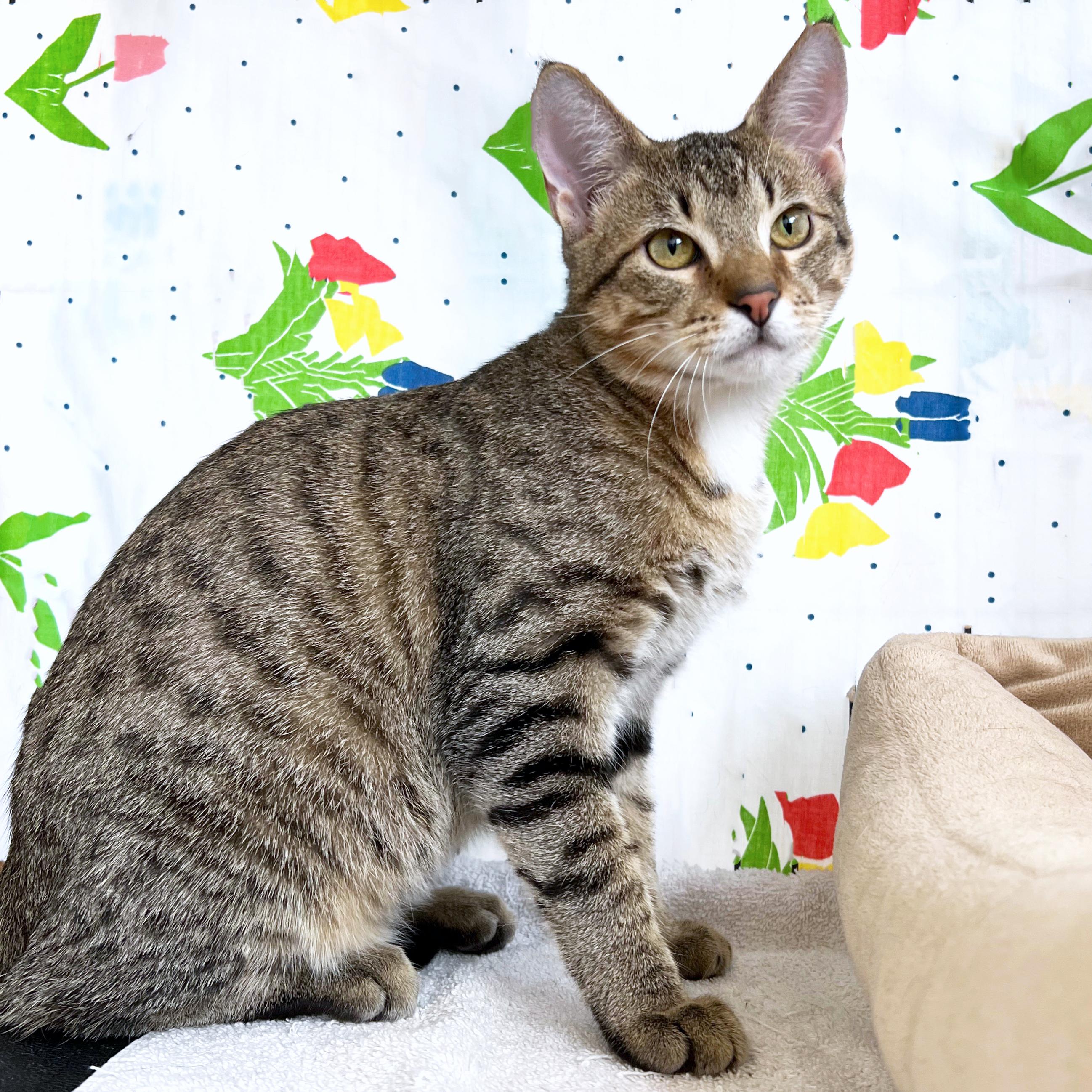 Texas Pete, Adoptable, Kitten Male Domestic Short Hair.