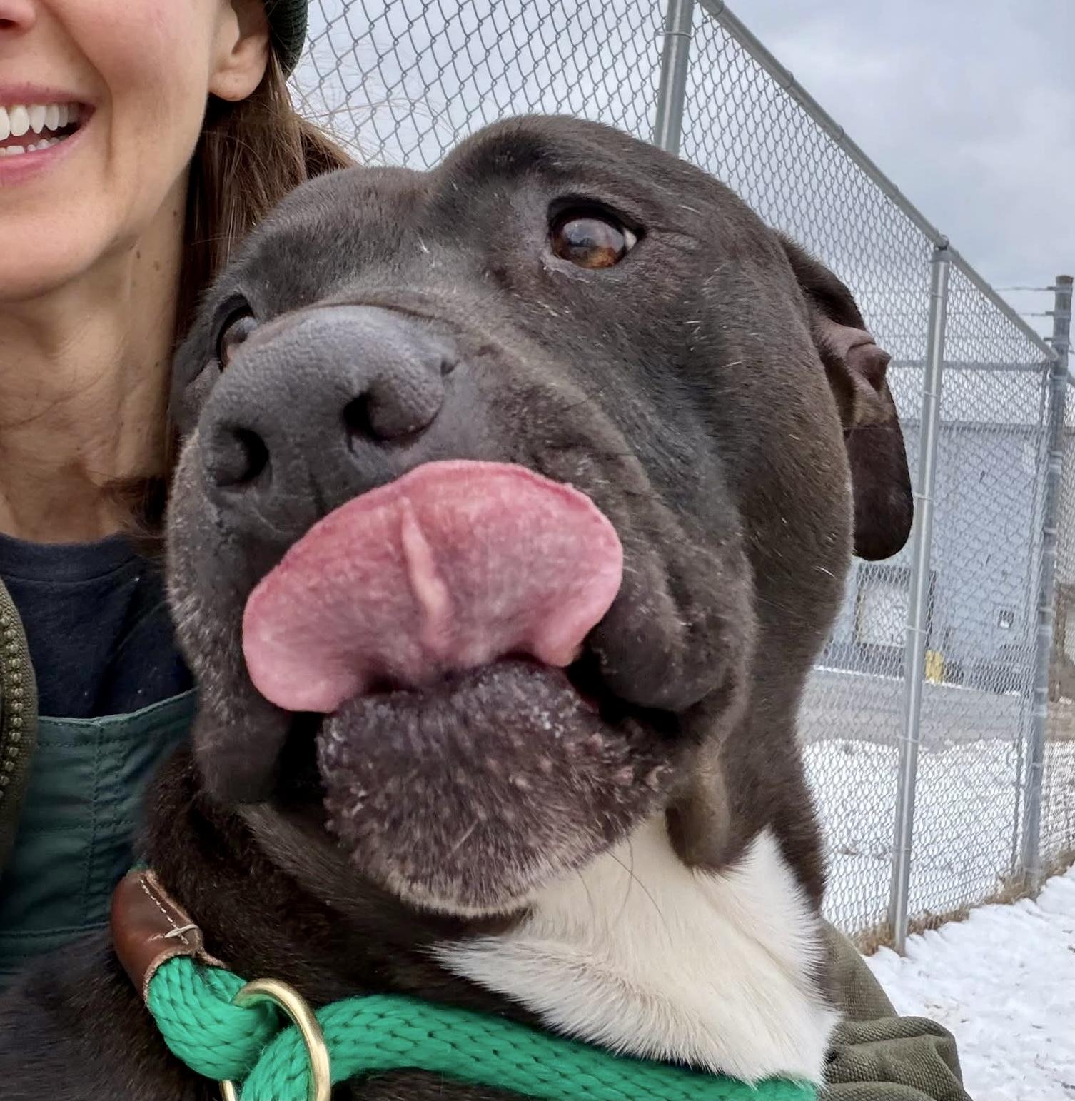 Enlarge Pietro, a ADOPTABLE Pit Bull Terrier in Chicago, IL image 3/5