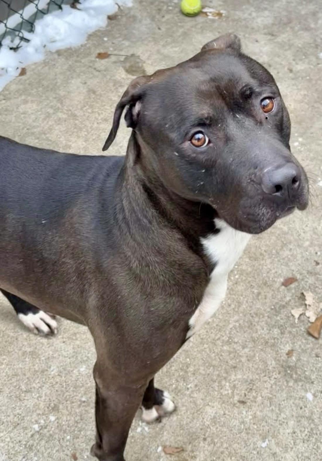 Enlarge Pietro, a ADOPTABLE Pit Bull Terrier in Chicago, IL image 5/5