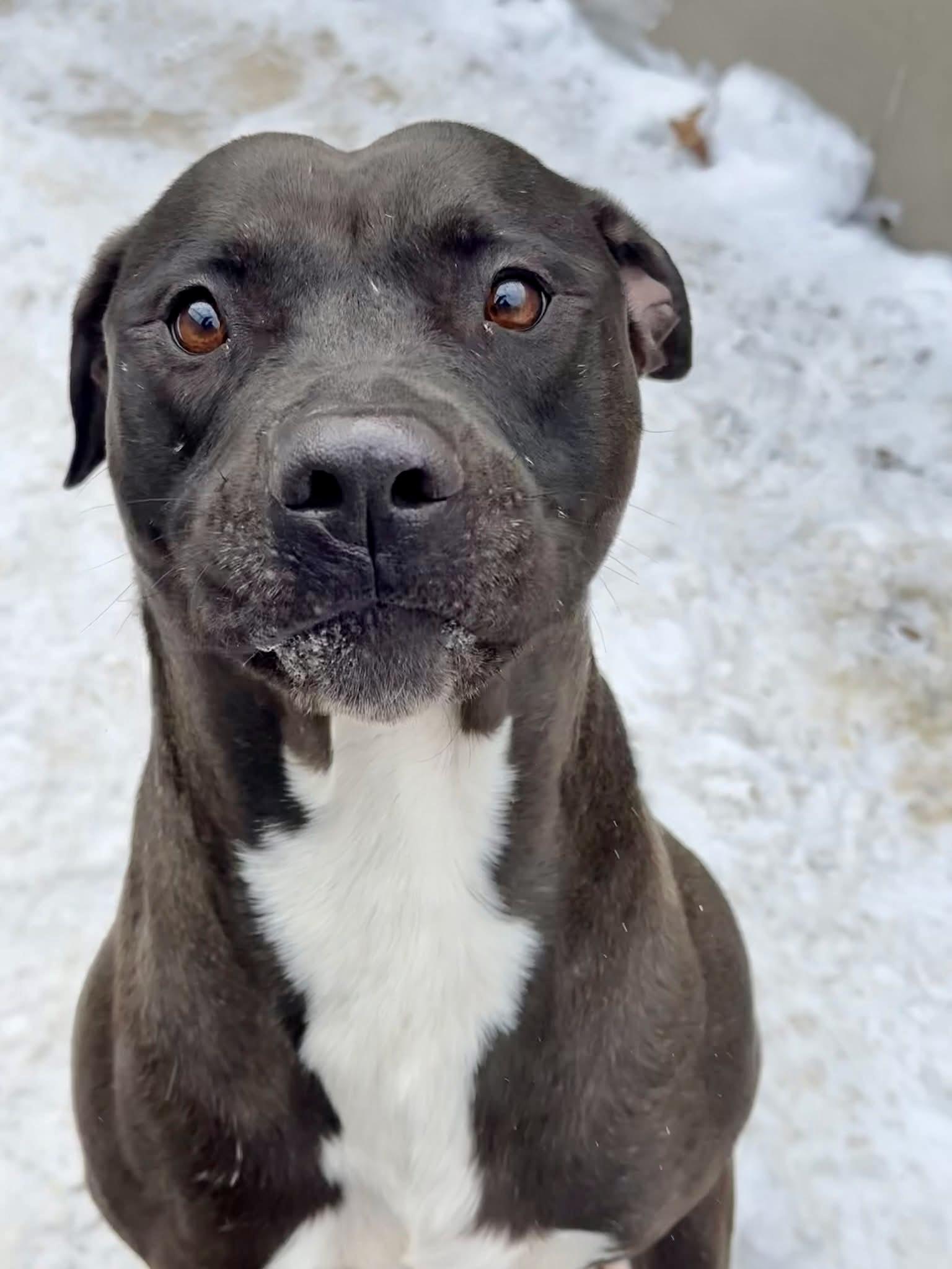 Enlarge Pietro, a ADOPTABLE Pit Bull Terrier in Chicago, IL image 1/5