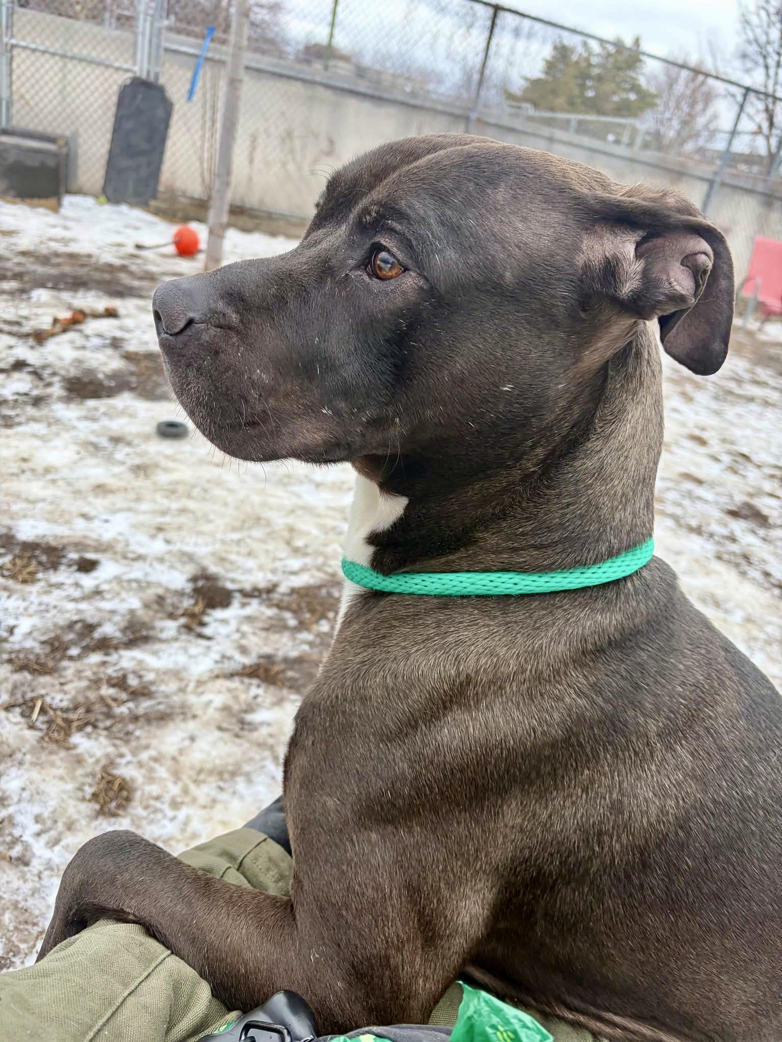 Enlarge Pietro, a ADOPTABLE Pit Bull Terrier in Chicago, IL image 4/5