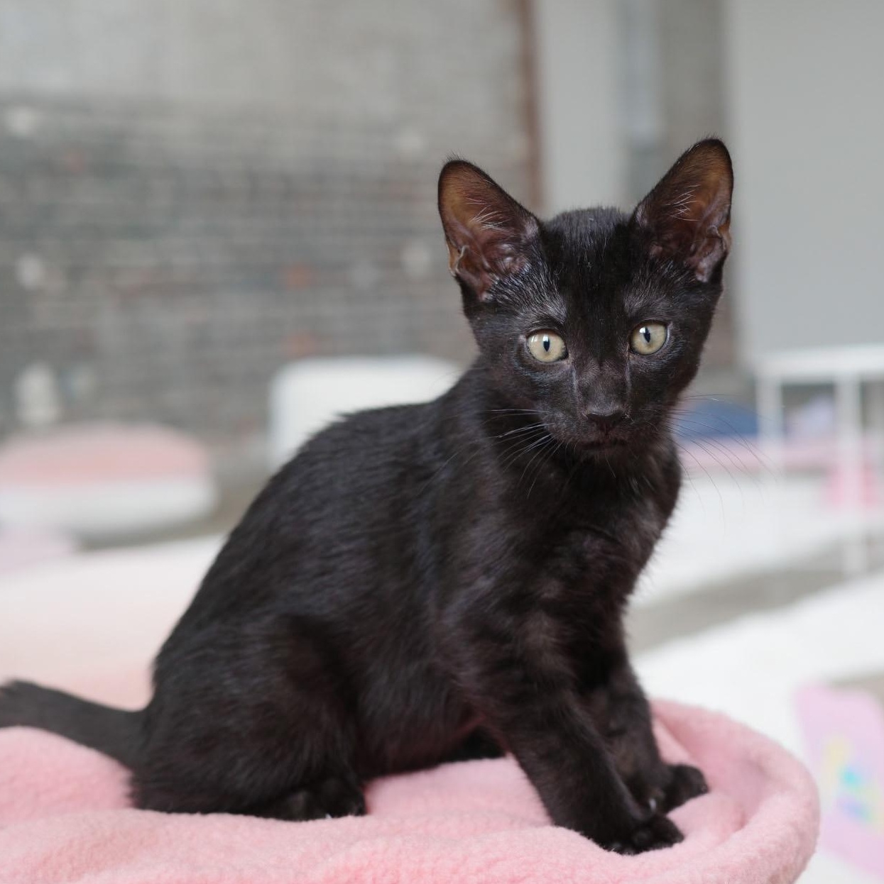 Enlarge Rocky, an adopted Domestic Short Hair in New Orleans, LA image 1/1