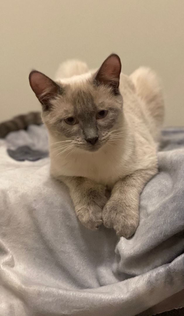 Puff & Tush Paw, Adopted, Young Female Domestic Short Hair.