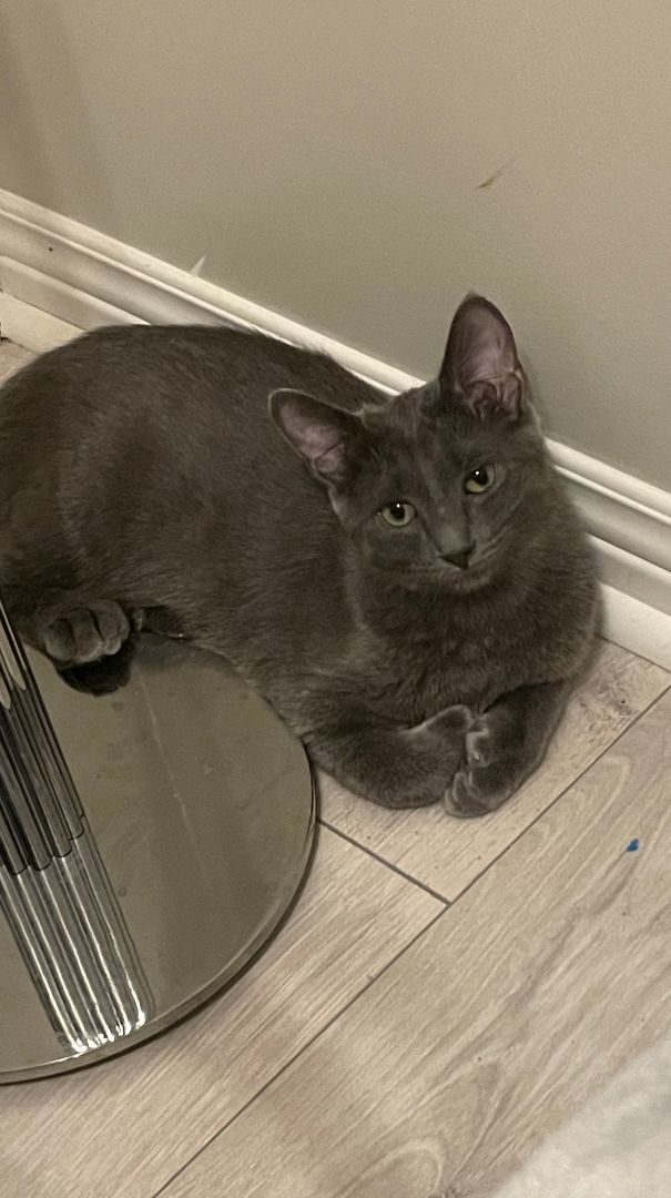 Puff & Tush Paw, a Adopted Domestic Short Hair in Verdun, QC image 2/5