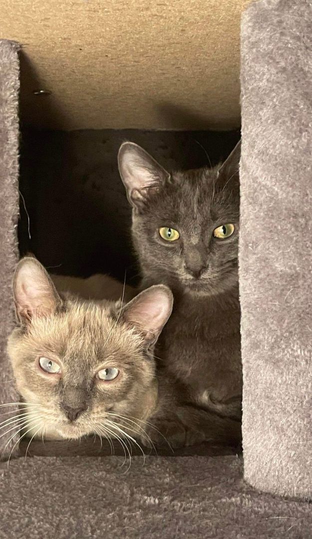 Puff & Tush Paw, a Adopted Domestic Short Hair in Verdun, QC image 3/5