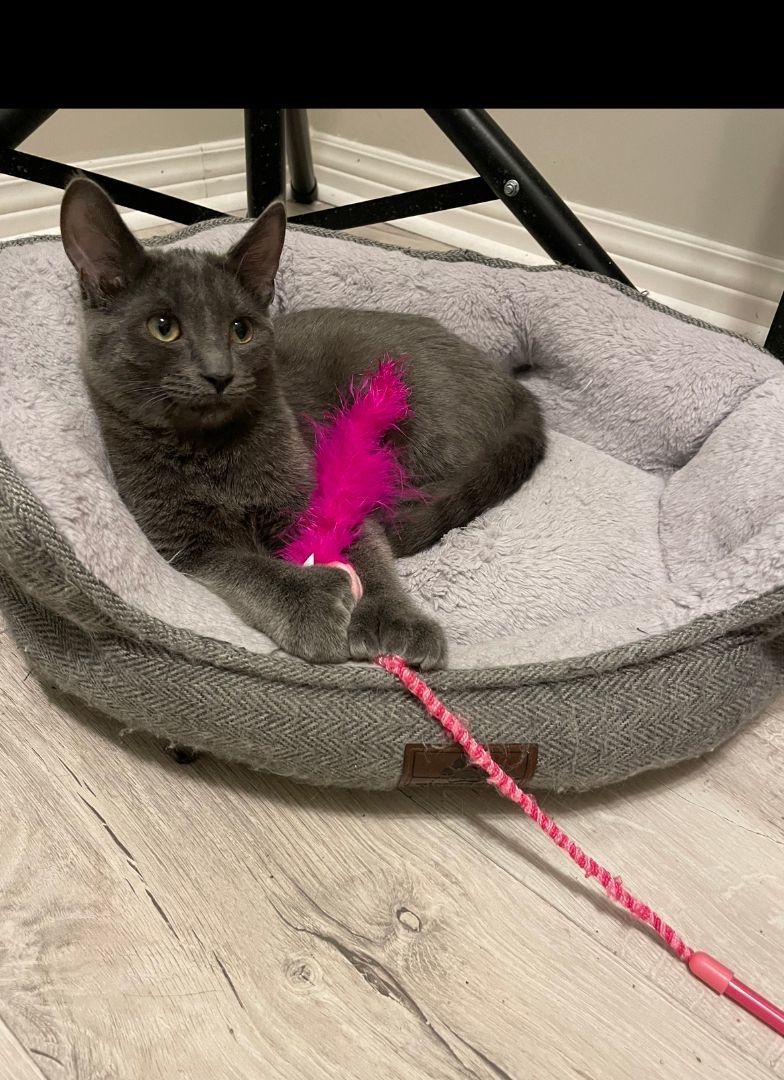 Puff & Tush Paw, a Adopted Domestic Short Hair in Verdun, QC image 4/5