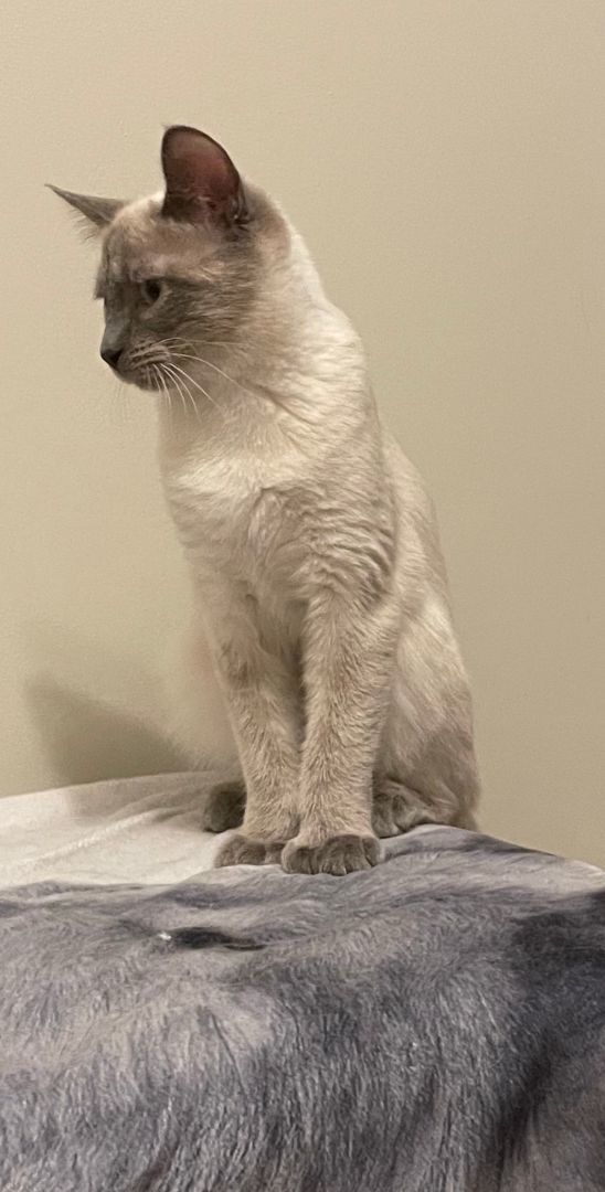 Puff & Tush Paw, a Adopted Domestic Short Hair in Verdun, QC image 5/5