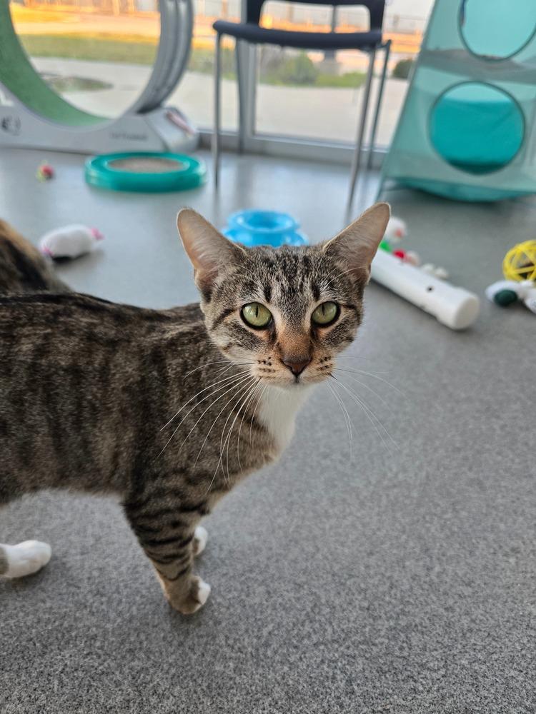 Freya, Adoptable, Adult Female Domestic Short Hair.