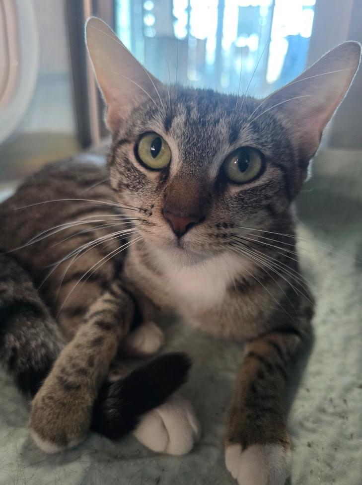 Enlarge Freya, a Adoptable Domestic Short Hair in Wellington, KS image 2/6