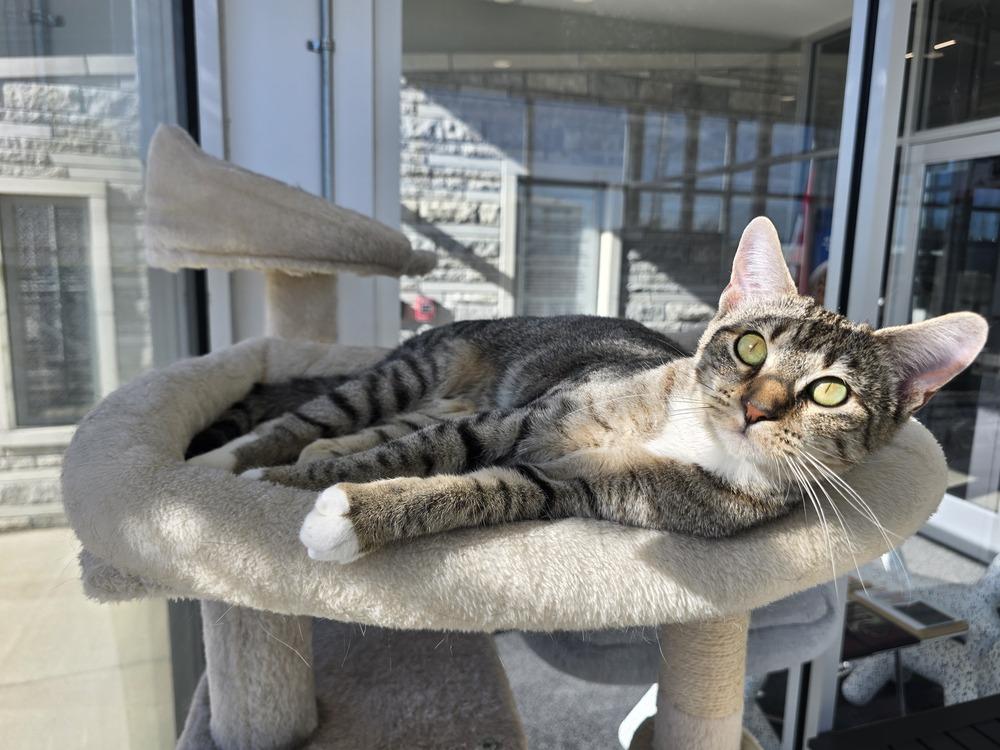 Enlarge Freya, a Adoptable Domestic Short Hair in Wellington, KS image 3/6