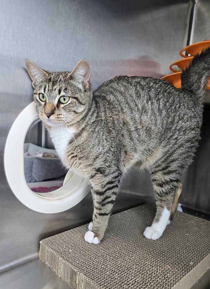 Enlarge Freya, a Adoptable Domestic Short Hair in Wellington, KS image 4/6