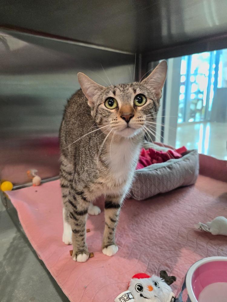 Enlarge Freya, a Adoptable Domestic Short Hair in Wellington, KS image 6/6