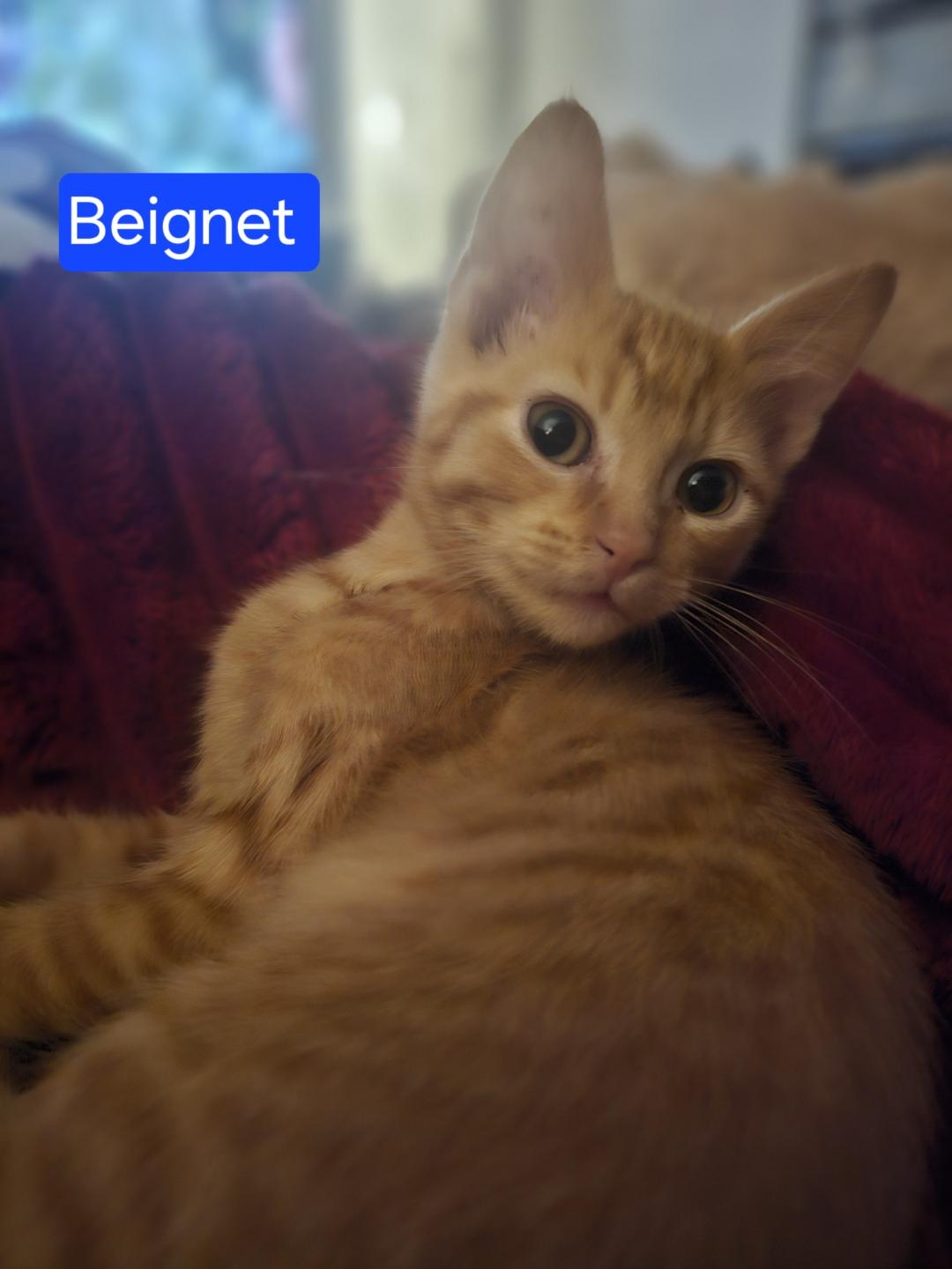 Beignet