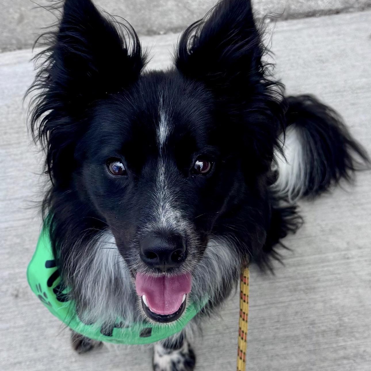 Brewer, a ADOPTABLE mixed breed in Louisburg, KS image 4/6