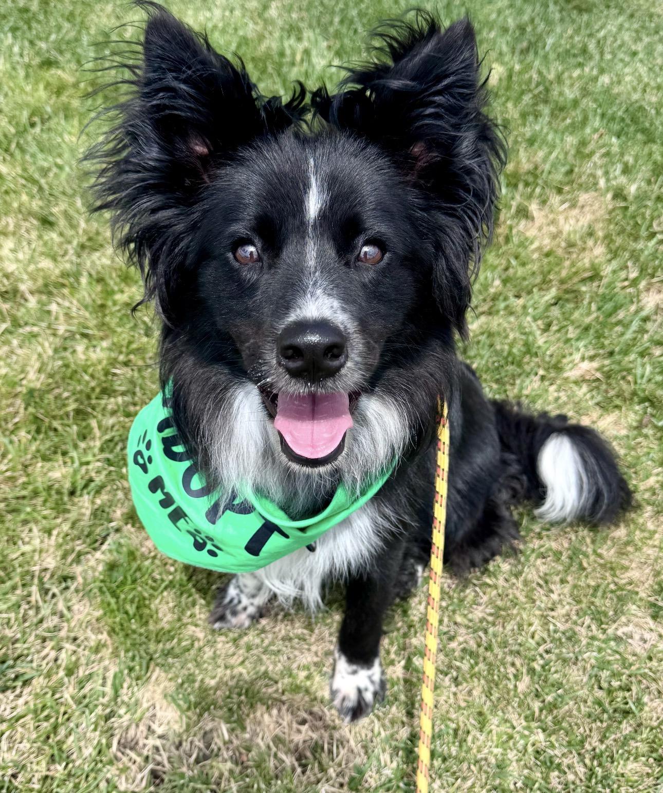 Brewer, ADOPTABLE, Young Male Border Collie & Australian Shepherd.