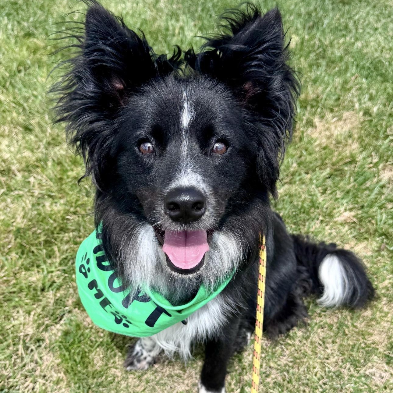 Brewer, a ADOPTABLE mixed breed in Louisburg, KS image 1/6