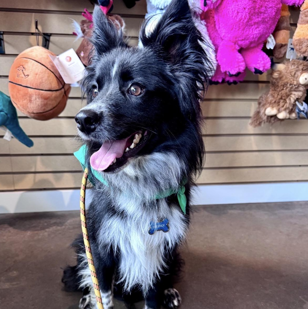 Brewer, a ADOPTABLE mixed breed in Louisburg, KS image 3/6