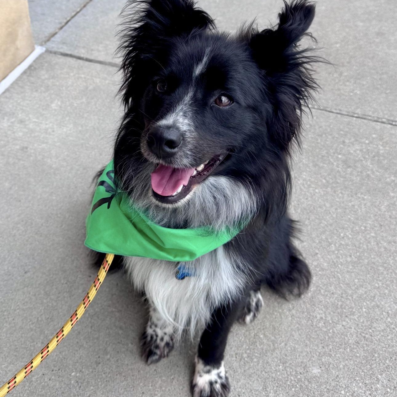 Brewer, a ADOPTABLE mixed breed in Louisburg, KS image 2/6