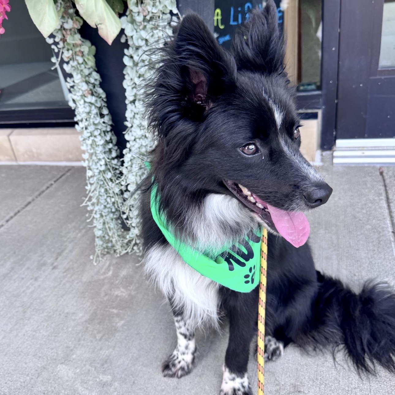 Brewer, a ADOPTABLE mixed breed in Louisburg, KS image 6/6