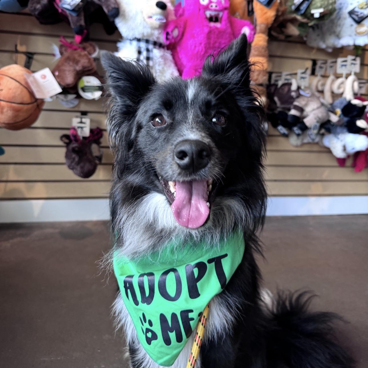 Brewer, a ADOPTABLE mixed breed in Louisburg, KS image 5/6