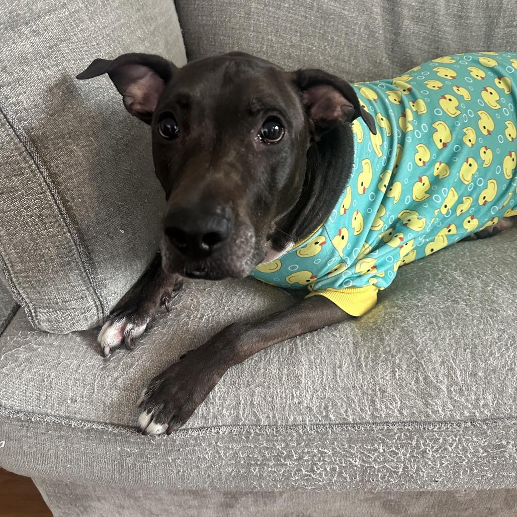 Enlarge Kobe, a Adoptable mixed breed in New York, NY image 2/6