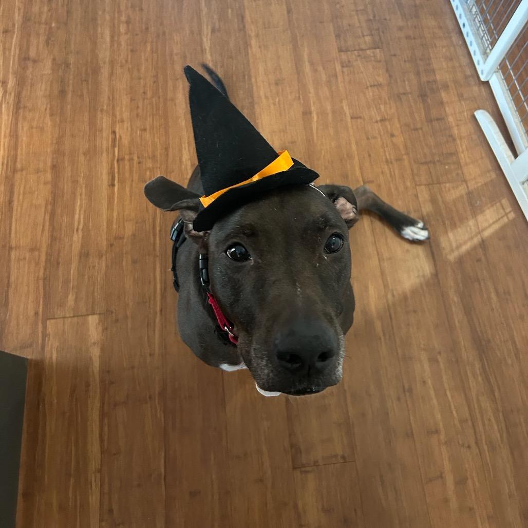 Enlarge Kobe, a Adoptable mixed breed in New York, NY image 2/6