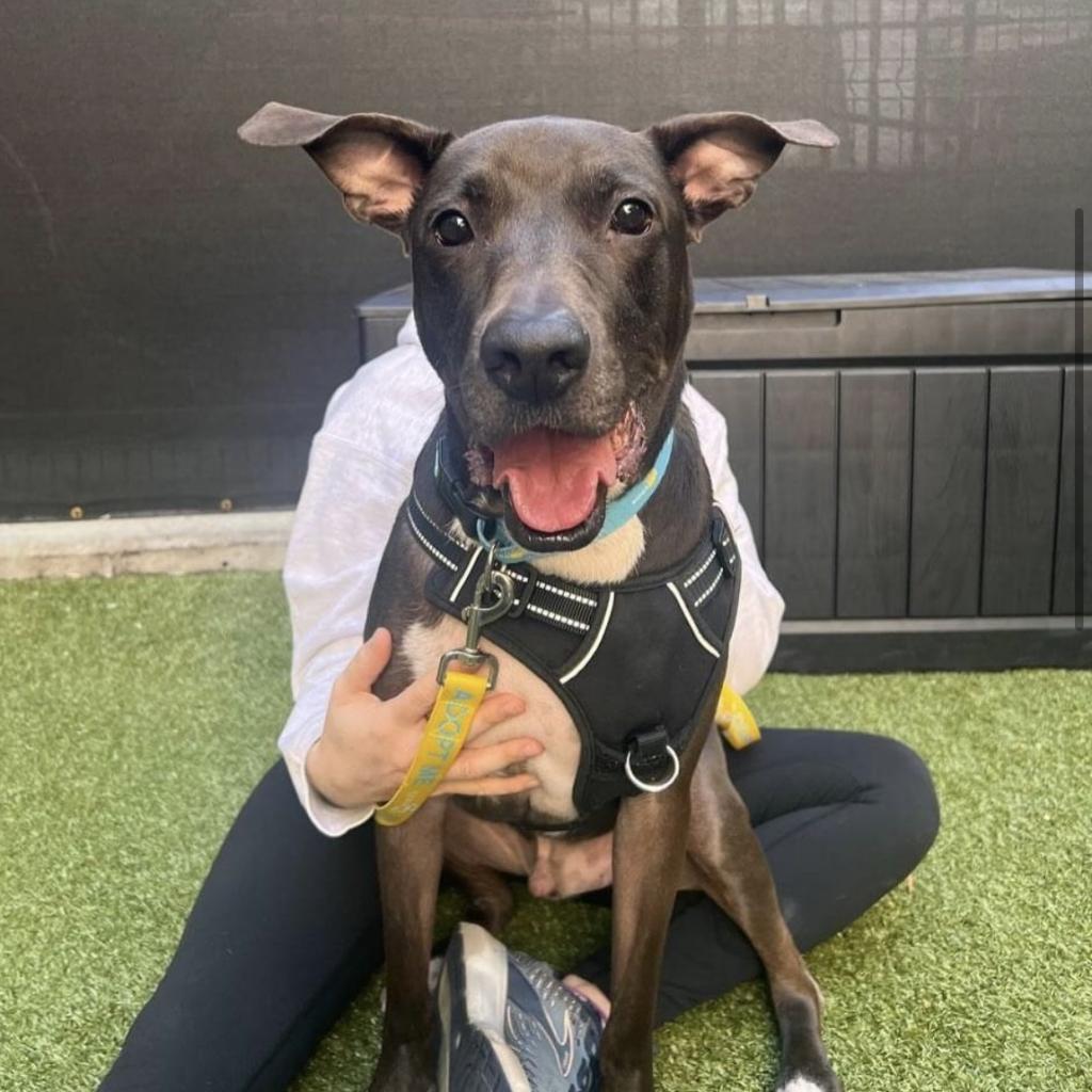 Enlarge Kobe, a Adoptable mixed breed in New York, NY image 3/6