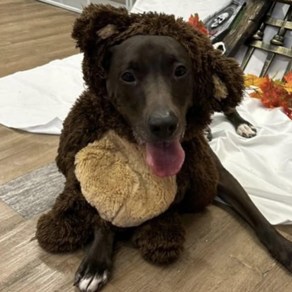 Enlarge Kobe, a Adoptable mixed breed in New York, NY image 5/6