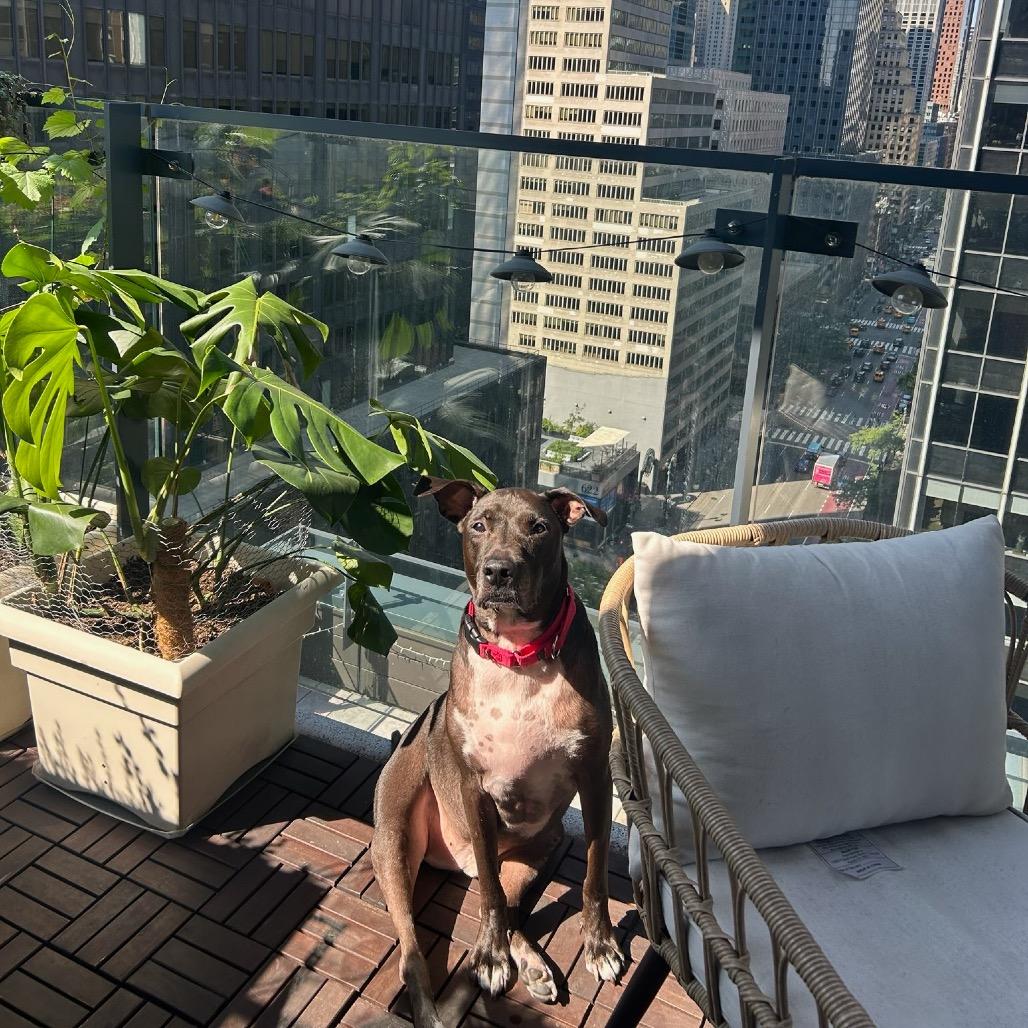 Enlarge Kobe, a Adoptable mixed breed in New York, NY image 6/6