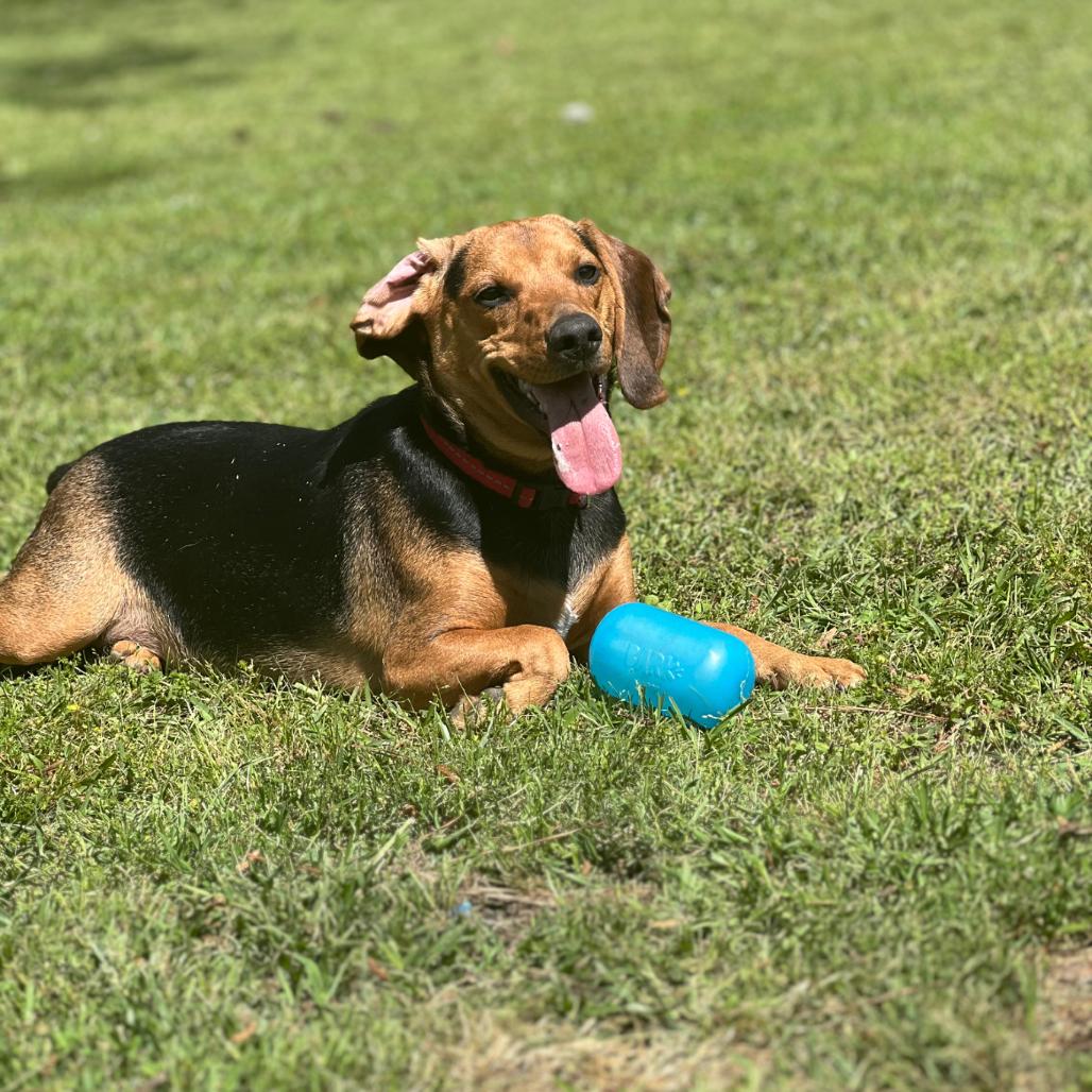 Enlarge Ace, a Adoptable mixed breed in Clanton, AL image 1/1