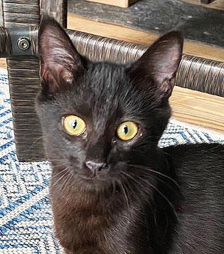 Pearl, Adopted, Young Female Domestic Short Hair.